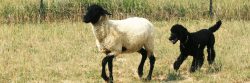 Black Standard Poodle Herding