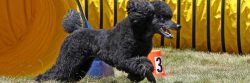 Blue Miniature Poodle Agility Tunnel